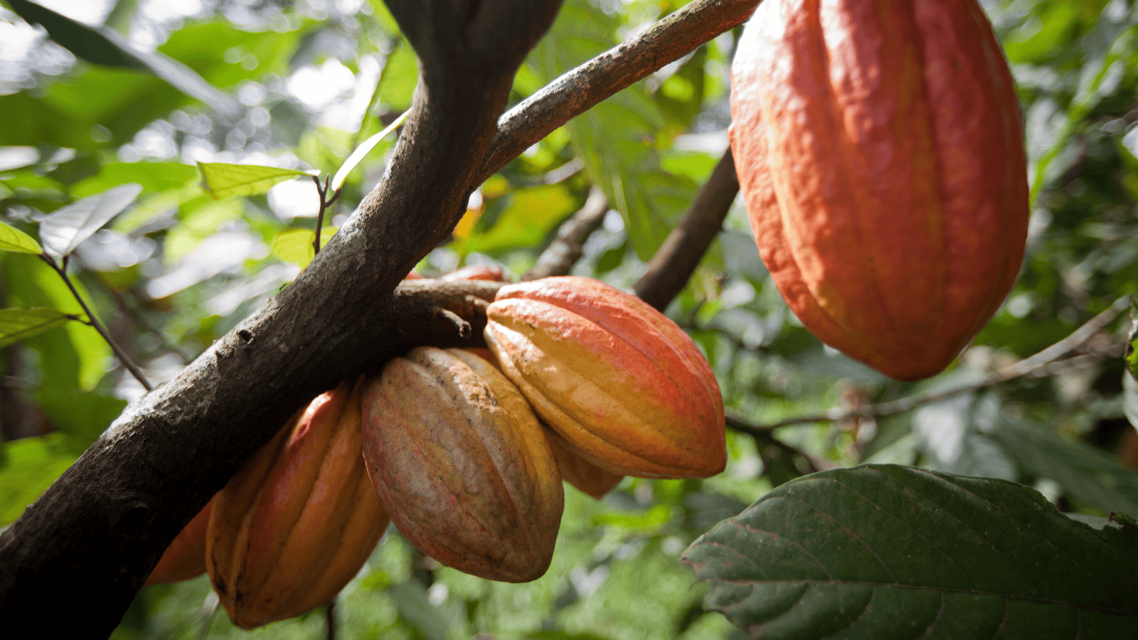 kreyol-market-notre-vision-faire-rayonner-la-martinique
